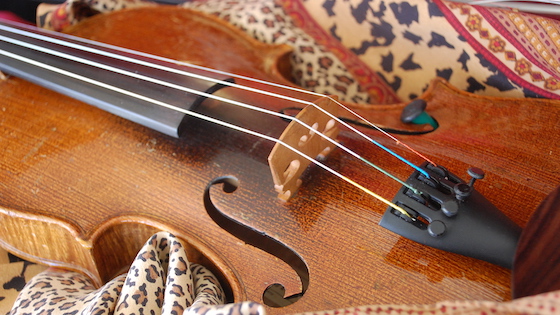 The Well Aging Fiddler - Spreading the tentative wings.