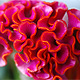Открытка - Поздравляем психологов