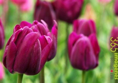 El tulipan
