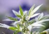Image with missing alt attribute found on 420magazine.com