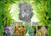 Image with missing alt attribute found on 420magazine.com