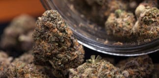 Image with missing alt attribute found on 420magazine.com