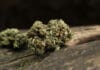 Image with missing alt attribute found on 420magazine.com