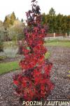 Liquidambar styraciflua 'Burgundy' - Sweetgum