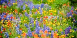 A meadow of wild flowers.