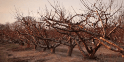 Dormant peach trees.