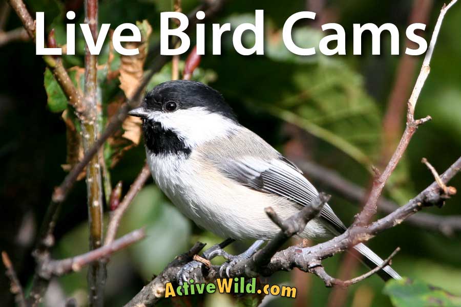 Cornell Bird Cams