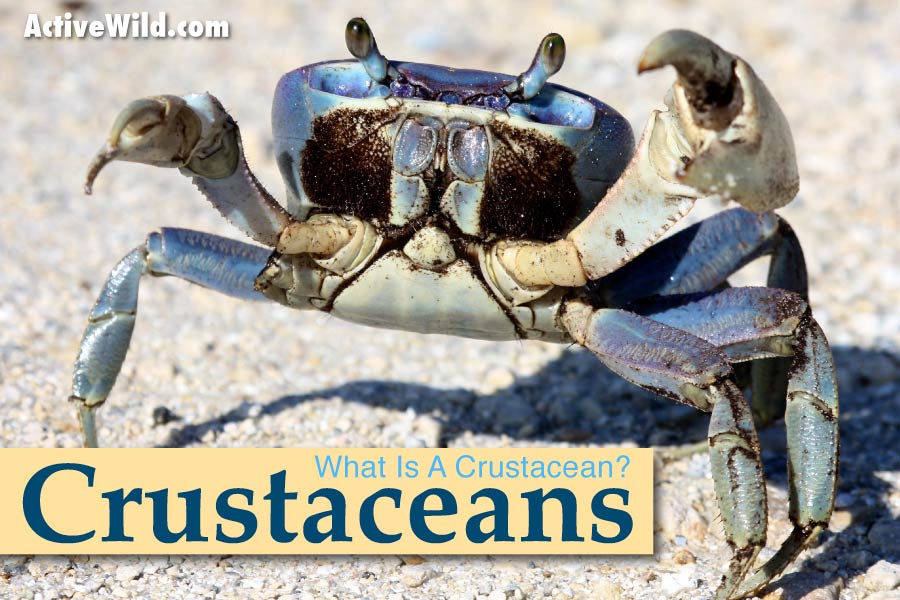 Crustaceans What Is A Crustacean
