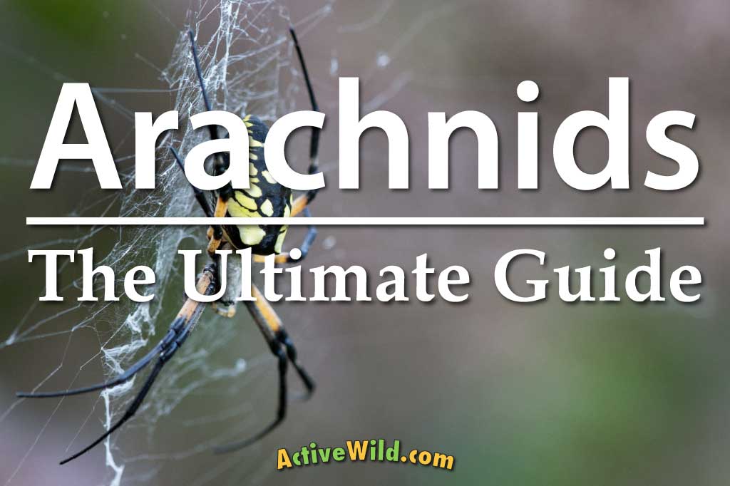 arachnids