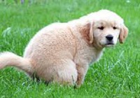 bisogni cani