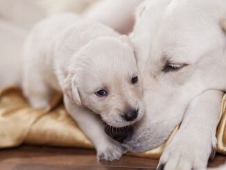 Responsible Breeder