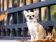 Chihuahua Feature