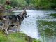 Northern Inuit Dog Feature