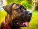 Presa Canario Feature