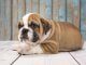 Victorian Bulldog Feature