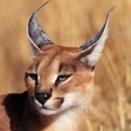 Image with missing alt attribute found on animalfactsencyclopedia.com