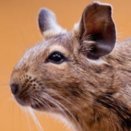 Image with missing alt attribute found on animalfactsencyclopedia.com