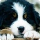 dog facts
