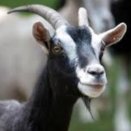 Image with missing alt attribute found on animalfactsencyclopedia.com