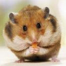 Image with missing alt attribute found on animalfactsencyclopedia.com