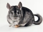 Image with missing alt attribute found on animalspot.net