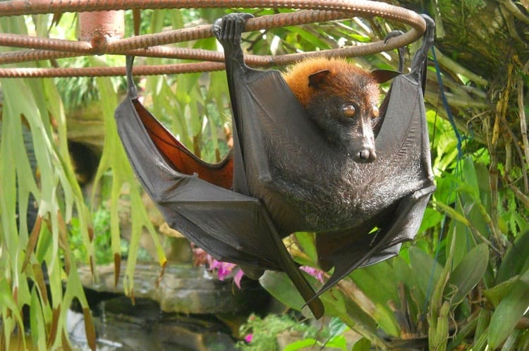 Image with missing alt attribute found on animalspot.net