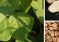 Kudzu &ndash; The Famine Food