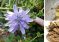 This Driveway Weed Has Pain-Killing Properties Similar to Ibuprofen