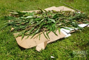 cardboard with fresh greens on top for lasagna garden