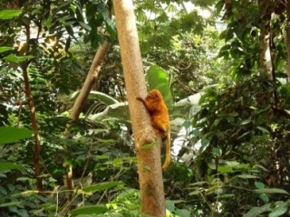 Major Proportion of Tropical Reserves may be at Risk of Climate Change Impacts