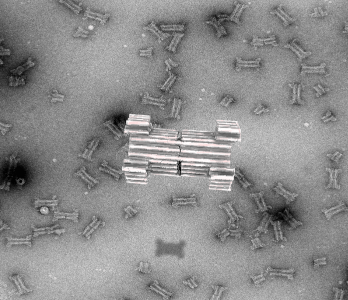 Synthetic DNA Nanopore Selectively Translocates Macromolecules Across Lipid Bilayers