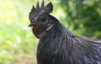 Image with missing alt attribute found on backyardchickens.com
