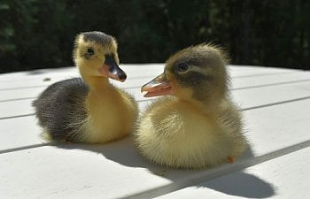 Image with missing alt attribute found on backyardchickens.com
