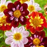 Blumenzwiebeln Frühjahrspflanzung