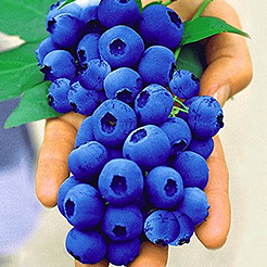 Obst