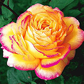 Rosen