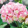 Sommerblumen