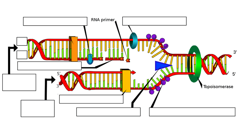 Image with missing alt attribute found on biologycorner.com