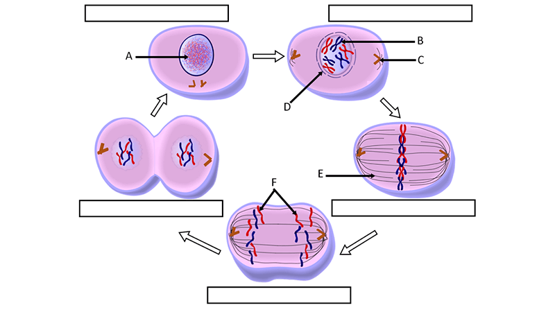 Image with missing alt attribute found on biologycorner.com