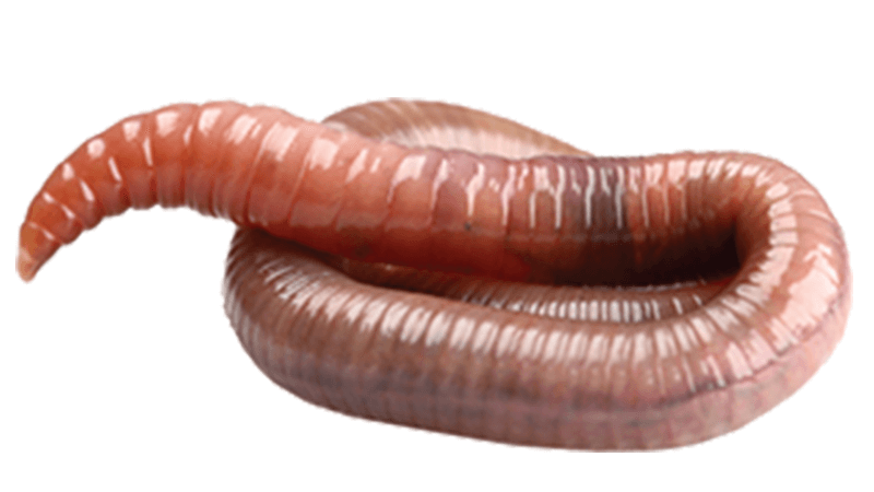 Image with missing alt attribute found on biologycorner.com