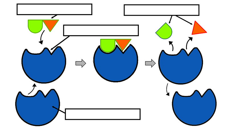 Image with missing alt attribute found on biologycorner.com