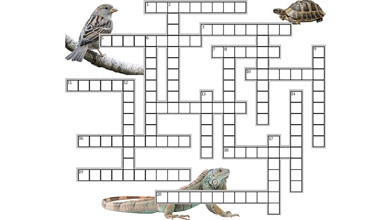 Image with missing alt attribute found on biologycorner.com