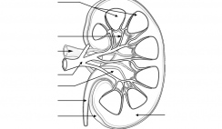 Image with missing alt attribute found on biologycorner.com