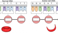Image with missing alt attribute found on biologycorner.com