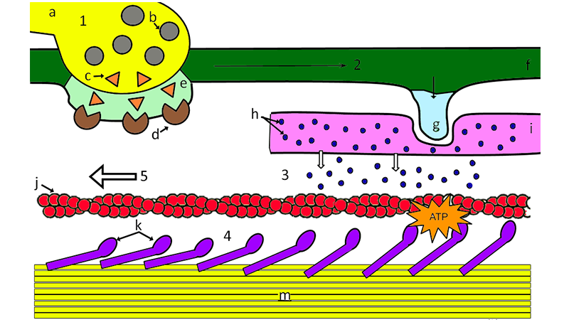 Image with missing alt attribute found on biologycorner.com