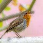 robin bird