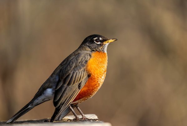 Do American robins migrate