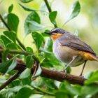 TOP 10 FACTS ABOUT ROBINS