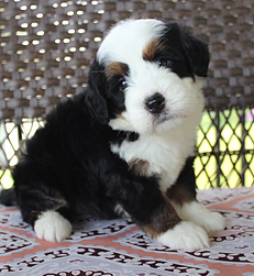 Image with missing alt attribute found on bluediamondfamilypups.com