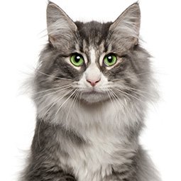 Image with missing alt attribute found on carealotpets.com
